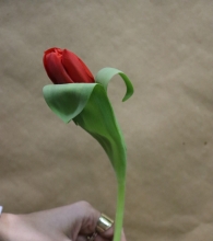 Τουλίπα - Χρώμα Διαθεσιμότητας (τμχ)