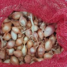 Κοκάρι Εγχώριο (250γρ.)