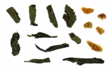 Άνθος της Πέτρας