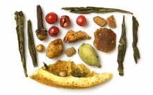 Μυρωμένος Θάμνος