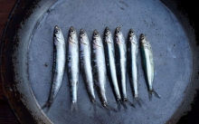 Γαύρος Αχνιστός (500gr)