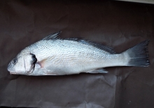 Μυλοκόπι Ιχθυοτροφείου (700gr)