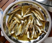 Γαύρος Σαγανάκι